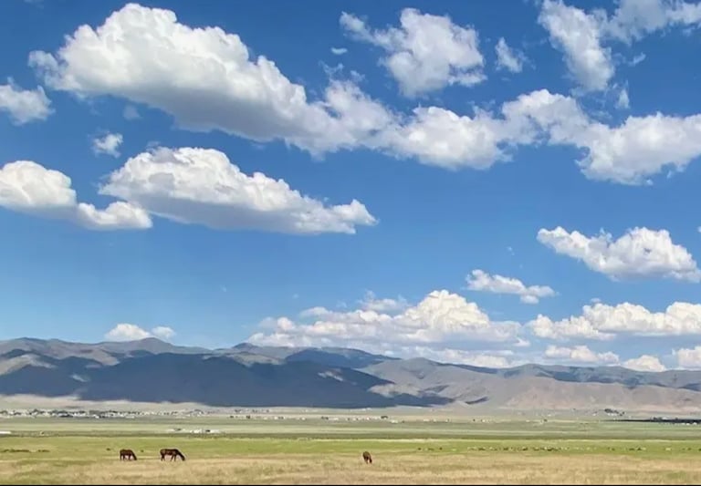 a horse grazing in a field with mountains in the background