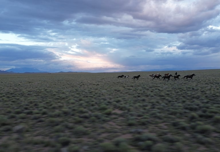 a group of wild horses in the desert