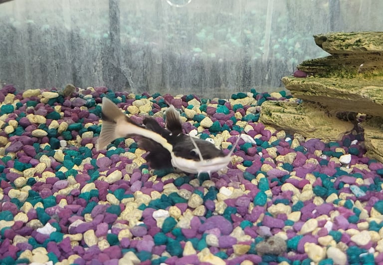 Red Tail Cat-Pet Den