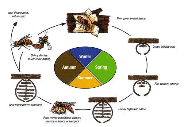 wasp nest life cycle