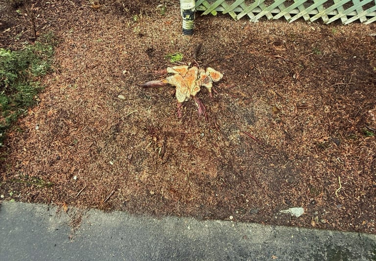 Preparing for stump grinding and root removal in Bothell Washington
