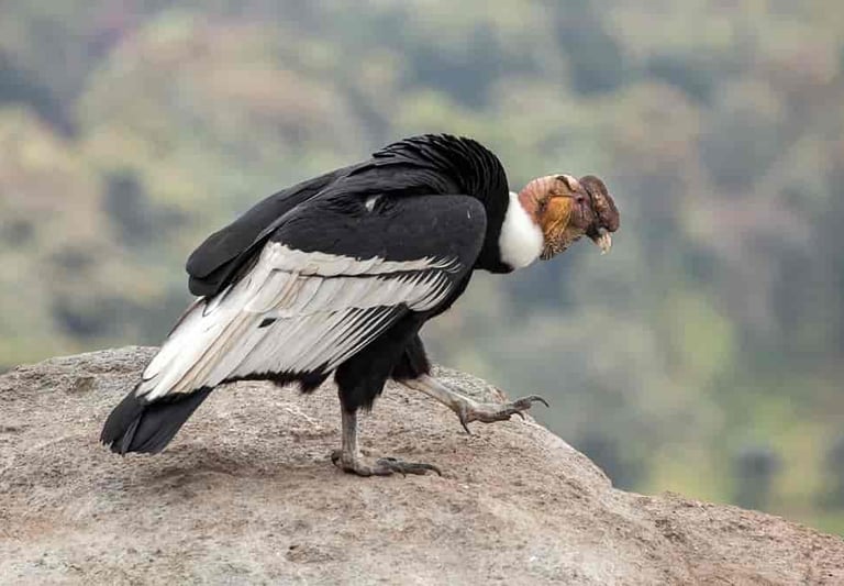 El cóndor de los Andes está clasificado como especie  en peligro de extinción.