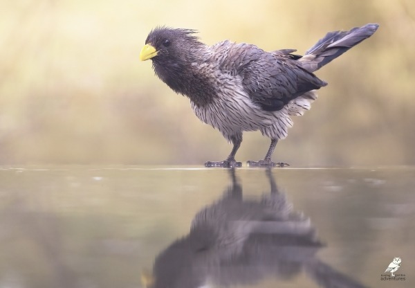 Plantain-eater standing at water’s edge in The Gambia