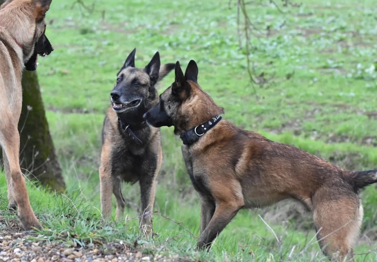 reeducation canine instinct de meute