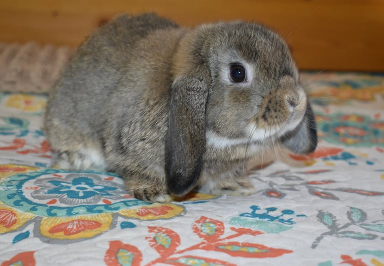 Hot Cross Buns' Robin - junior chestnut buck