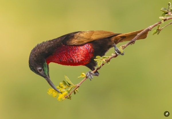 Scharlakenborstzonnevogel foeragerend op bloemen in Gambia