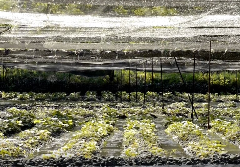 real wasabi farm in Japan
