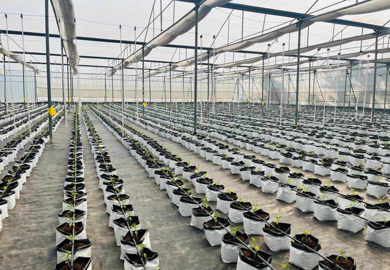 a large greenhouse with plants growing in a large greenhouse