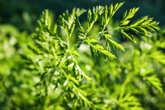 a green carrot plant