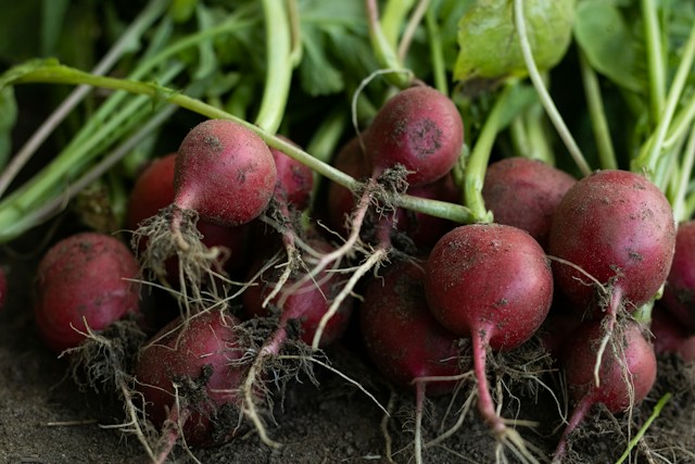 multiple raduishes which are grown well