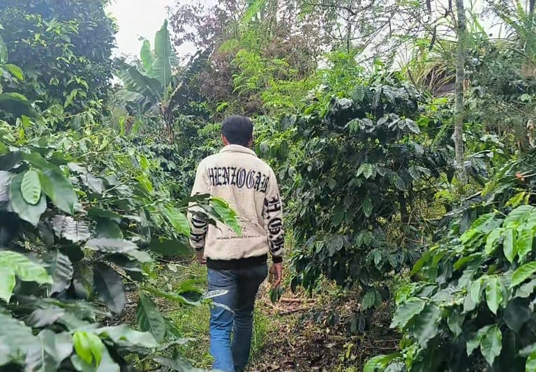 A man walks through a lush green coffee plantation surrounded by coffee trees and tropical foliage.