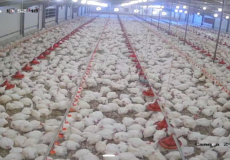 a large group of chickens in a large room