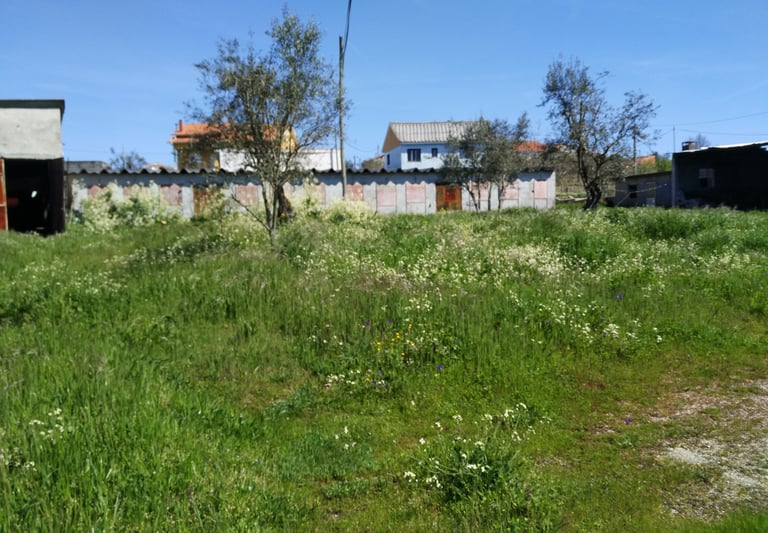 a field with grass and olive trees