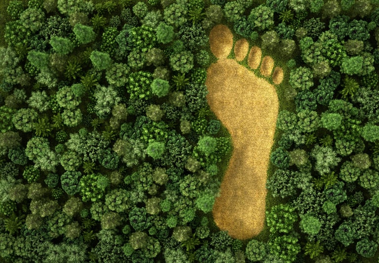 a footprint in the middle of a forest