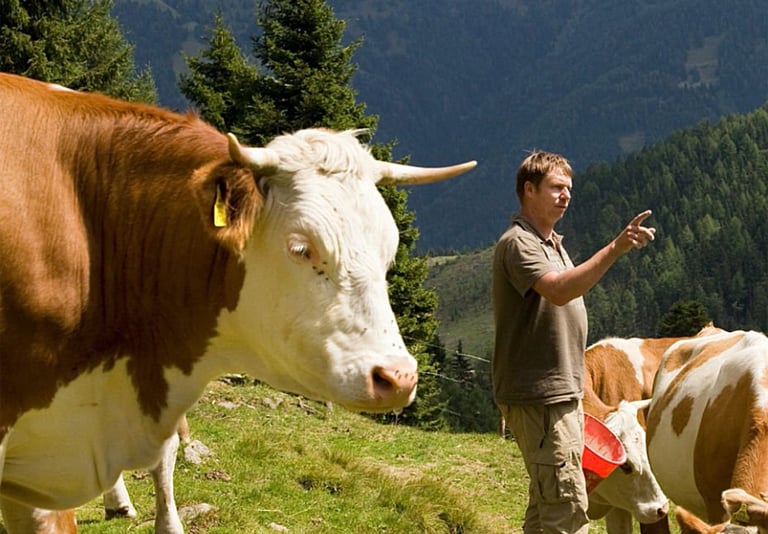 Exigence de masque pour les vaches ? Indignation renouvelée face aux projets climatiques de l'UE