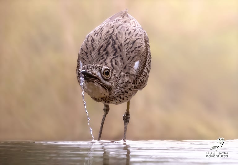 Senegal Thick-knee (Burhinus senegalensis) drinking at the photo hide of Mandinari River Lodge, The 