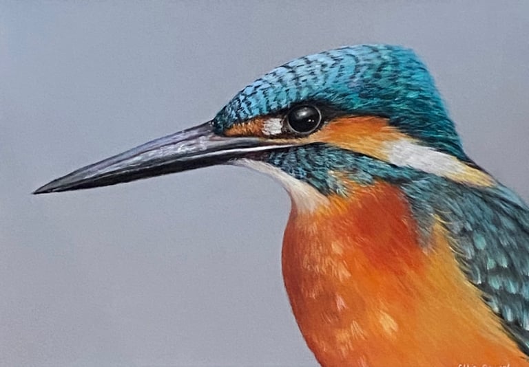 Colourful Kingfisher