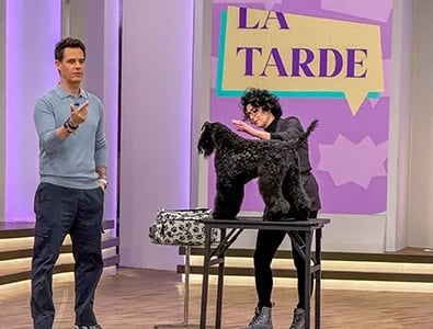 peluquería canina Truka en el programa de televisión La Tarde de TeleMadrid