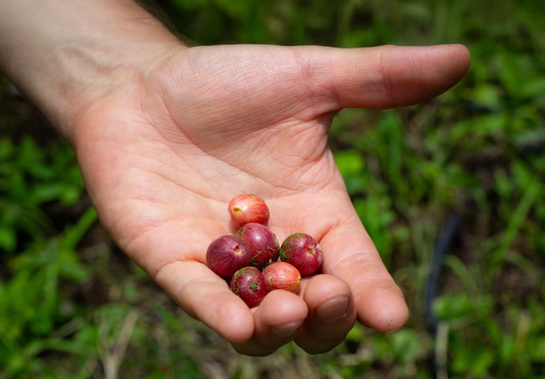 Hand holding a small cluster of fresh, ripe coffee cherries on a farm.