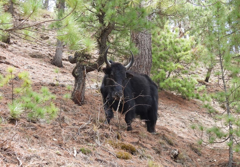 wild yak in the montain