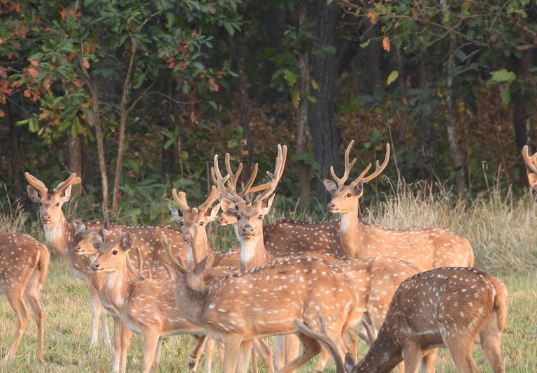Spotted deers in Bardyia