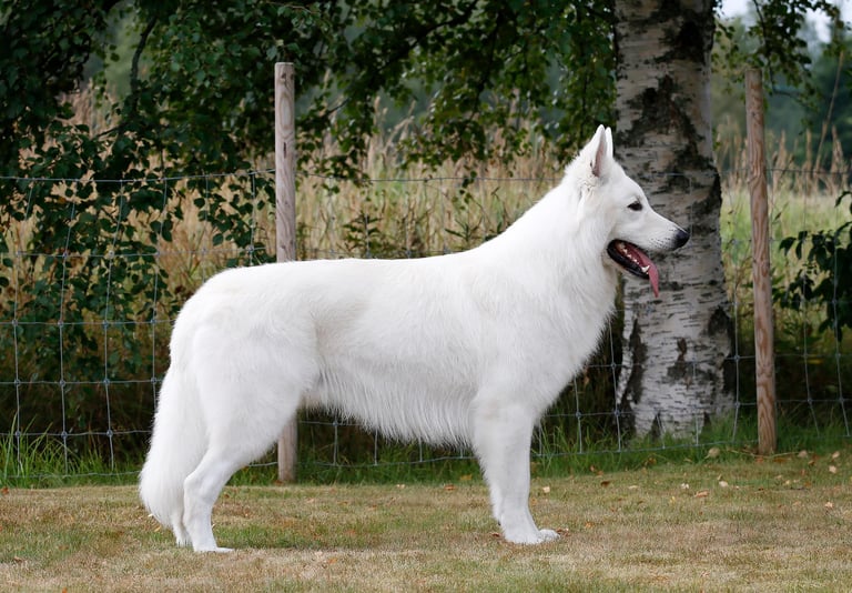 Glorious Defender Esaul Cossack Commander