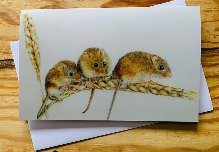 Harvest mice