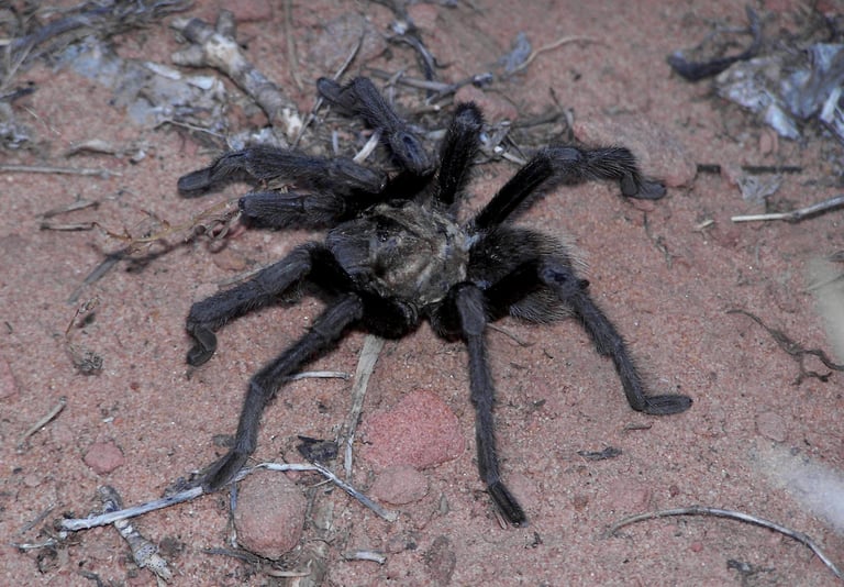 Crawling Along
