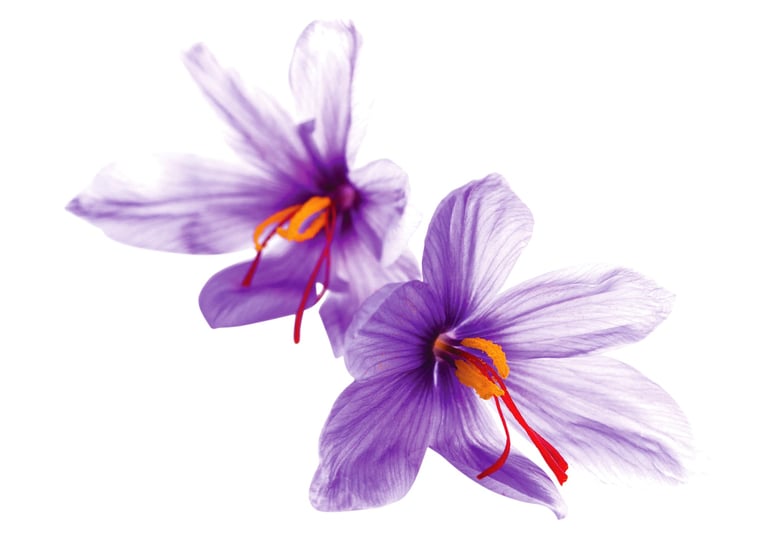 saffron flowers