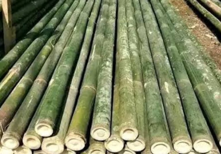 kayu bambu bekisting