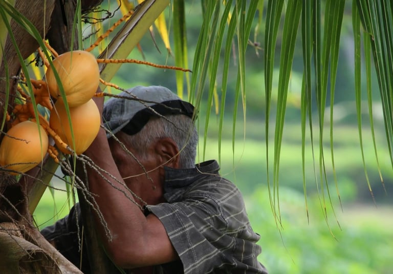 An Indonesian Farmer Climbing Coconut Tree