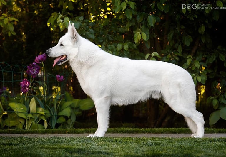 Ivan iz beloy brigady