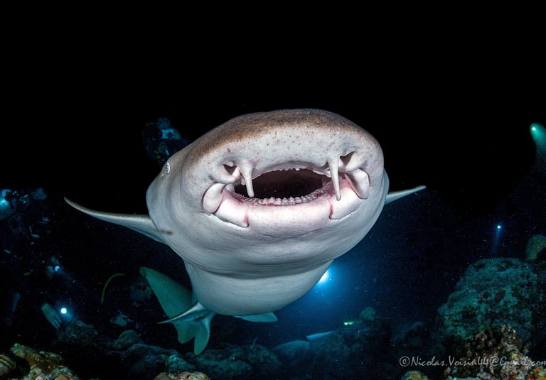 Gueule requin nourrice