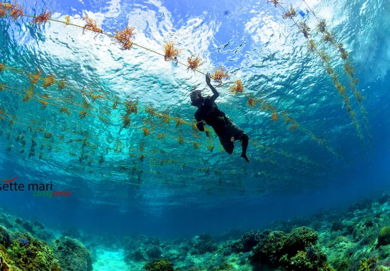 Local seaweed farmer taking care of his crop in alor in Kangge island