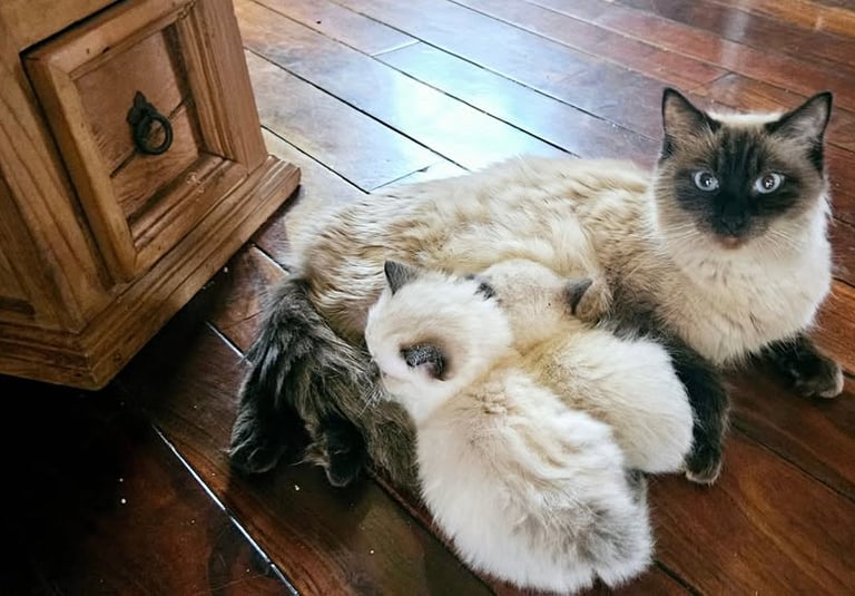 seal point ragdoll cat nursing two seal point ragdoll kittens