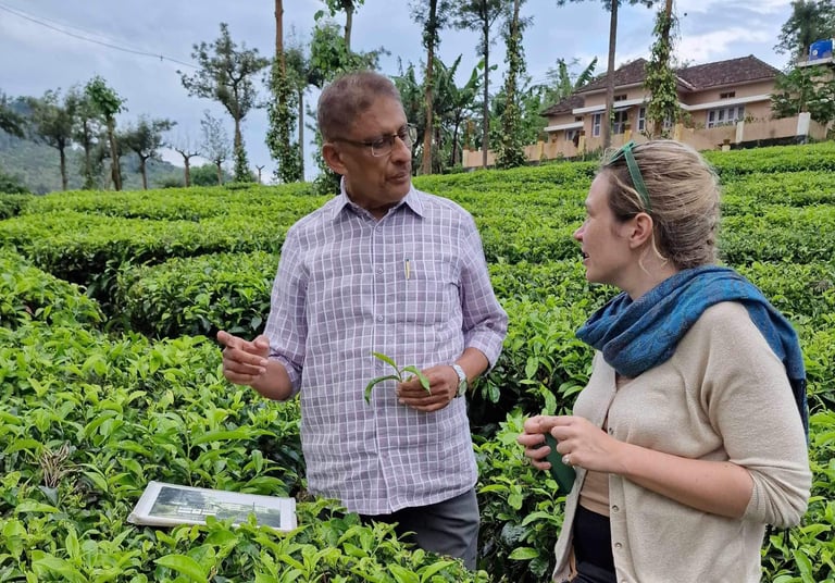 Keliones į Indiją Travel India tea plantation