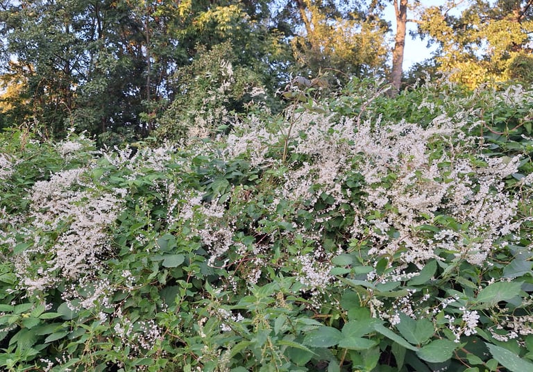 an invasive plant called a Fallopia aubertii