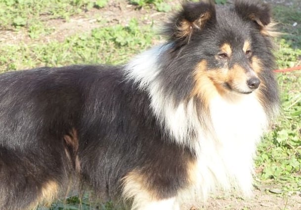 Planes de camada de pastor de las islas de shetland, Shetland Sheepdog