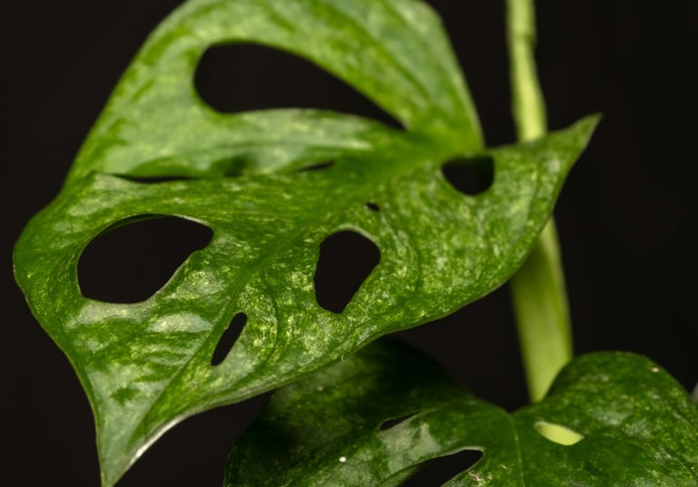 Monstera Adansonii European Mint 