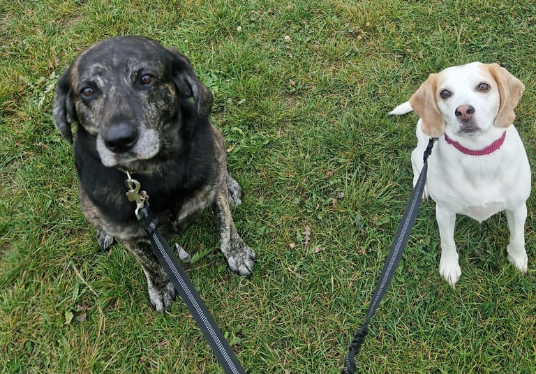 dog walker