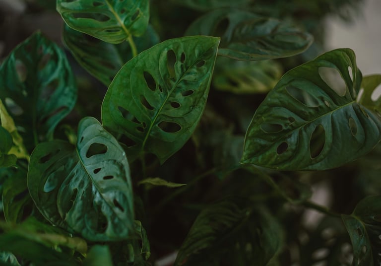 Monstera adansonii