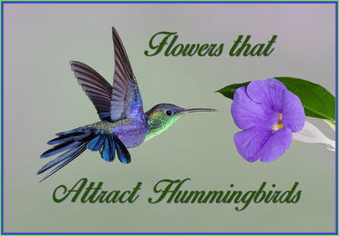 Hummingbirds