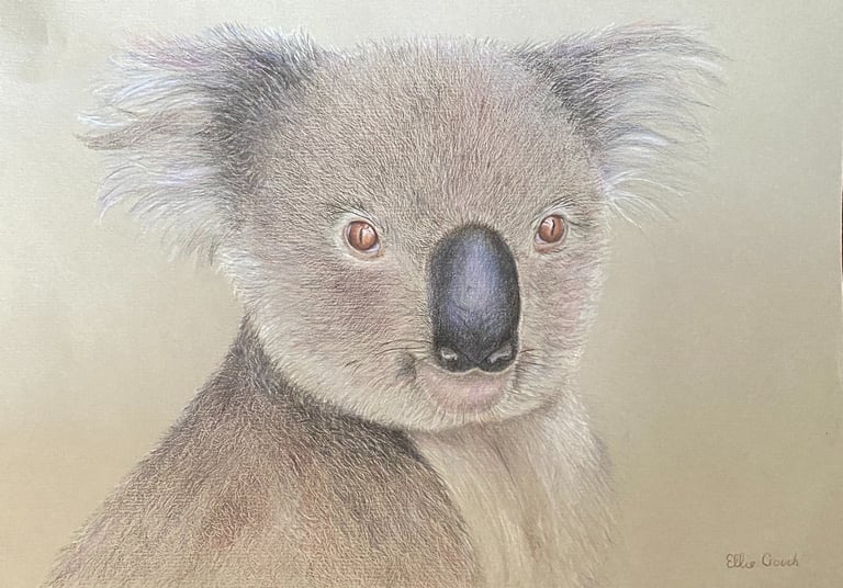 Koala drawn in coloured pencils