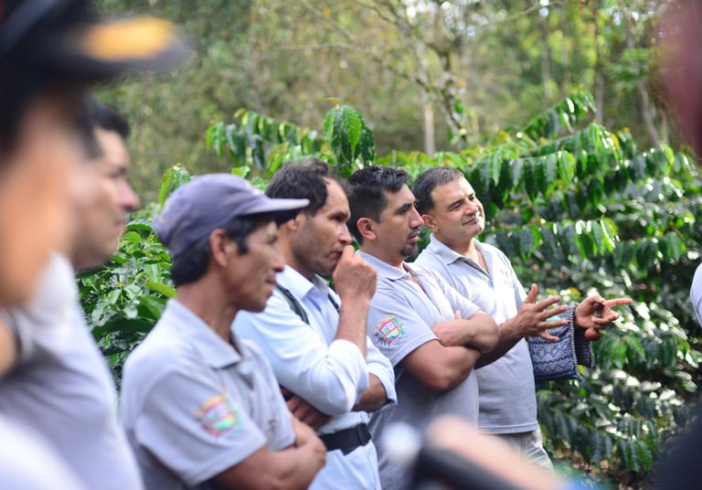 A group of coffee farmers standing in a lush green coffee plantation and discussing sustainable farming.
