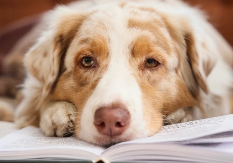 Chien Berger Australien allongé sur un livre, illustrant un chien calme et attentif