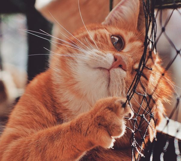 redes-para-crianças-e-animais