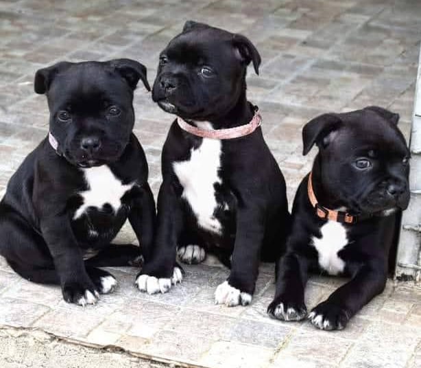 cuccioli grecalestaffs staffordshire bull terrier con pedigree Enci allevamento Sicilia Italia