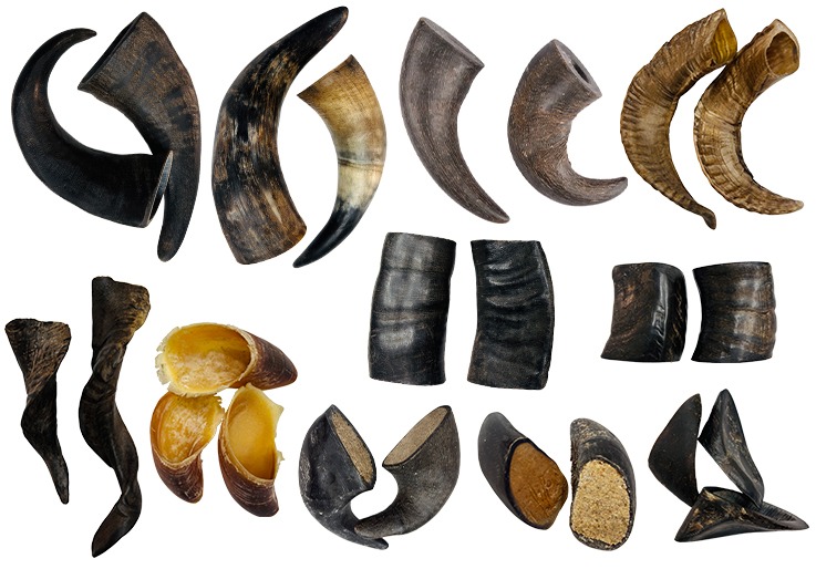 Assorted natural animal horns and horn tips for crafting on a white background.