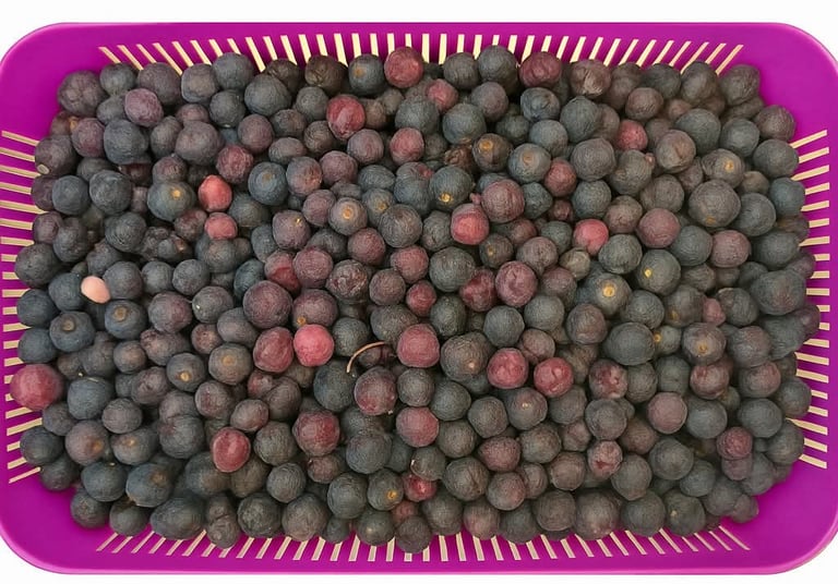 fresh falsa available in qatar