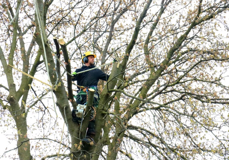 A professional arborist in safety gear pruning high tree branches using specialized climbing equipment.
